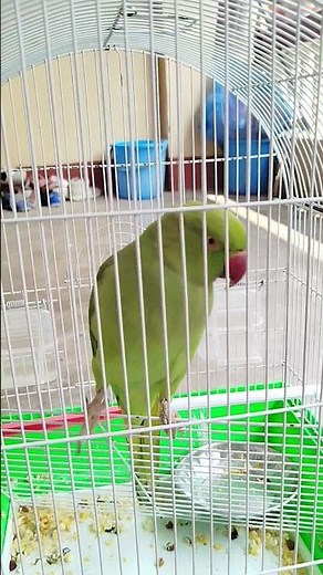 parrot yelling at cage #pets #parrot