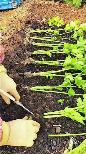The celery root cultivation method