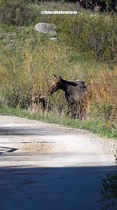 14M views · 82K reactions | The moose twins and their mom crossing the road in the Rocky Mountain National Park. #moose #foryoupageシ #coloradoadventures #wildlifephotography #fyp #reels #Colorado #rockymountainnationalpark #rmnp | Colorado Adventures | Facebook
