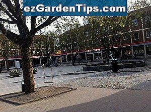 Hur man flyttar ett magnolia träd 🌱 Tips Trädgårdsmästare - Sv.ezGardenTips.com