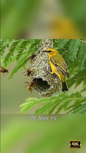 African bird fights off swarm of hornets attacking nest in 4K