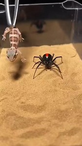 “Gecko vs Lizard – A Wild Territory Showdown!” This intense video captures the exact moment a gecko and a lizard face off in a sudden territorial clash, where quick reflexes, raw instinct, and fearless moves turn a simple encounter into a wild battle—nature’s real action frozen in one dramatic moment. AI Generated Visual. #GeckoVsLizard #ReptileFight #NatureClash #WildlifeBattle #PredatorVsPrey | Insect Planet