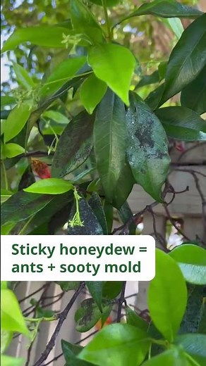 If your plants look unhealthy, check for aphids 👀