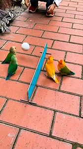 Parrots playing Volleyball #parrots | Nature And Wildlife