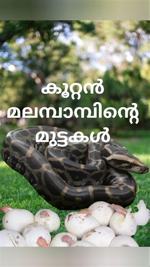 Indian rock python #indianrockpython #python #wildlife #wild #adventurewildlife #shorts #shortsbeta