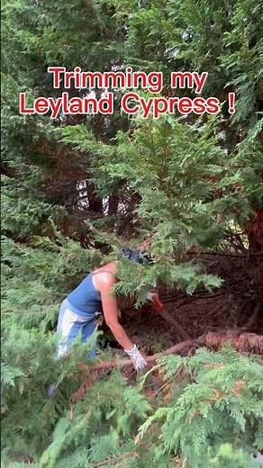 Trimming My Leyland Cypress! nheyonthego #trimmer #trees #leyland #hardwork #selfhelp