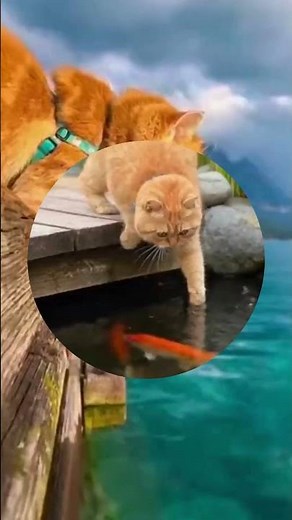 cat falls in water and screams #cats #funnycats