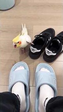 Cockatiel Chaos: A Compilation of Fashion, Fun, and Major Attitude! 😅🐥☺️ #cockatielscraze