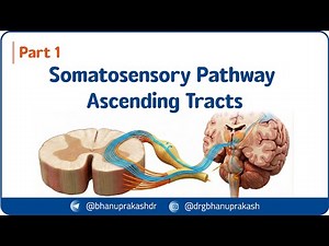 4. Somatosensory Pathway 🧠⚡ | Ascending Tracts Explained – Part 1 | CNS Physiology