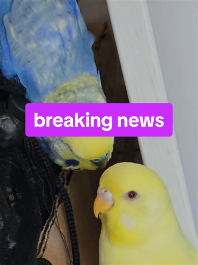 Is Poppop the Budgie a Girl? Discover the Drama!