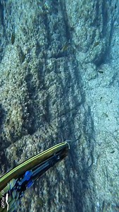 Corte Verão III Açores 2025 Anchova Enjoy Life 🔱 @magmasub @magmaspearguns @xt_diving_official | Gui Bruges - Spearo & Island Life
