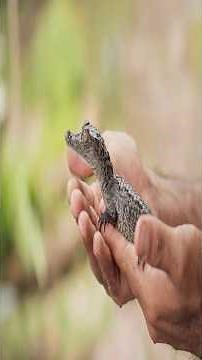 Parthenogenesis: the science of virgin births #parthenogenesis #amazingfacts #cbse12thbiology #viral