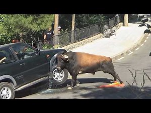 Animals With Horns That Can Destroy Anything