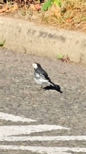 #piedwagtailcall #Pied Wagtail bird running #wagtail song