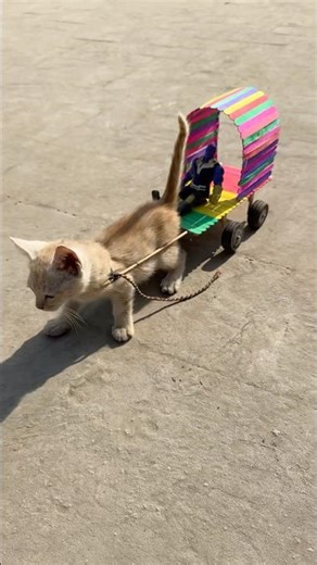 Mini cat cart amezing fun