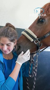 ☀️Chaque matin, chacun de nos patients est réévalué de manière précise. 📊En sachant déjà comment s’est passée la nuit du cheval, nous regardons leur état clinique : comment est l’appétit ? Le cheval a-t-il passé des crottins, et quel est leur aspect ? Présente-t-il des signes de douleur ? L’examen clinique est-il dans les normes (fréquence cardiaque, fréquence respiratoire, bruits digestifs, état d’hydratation, état des jambes, évolution des plaies,…) ? 🔬Ce suivi passe également par des analys