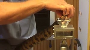 Agkistrodon piscivorus | Kentucky Reptile Zoo