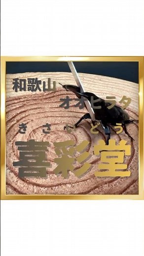 【クワガタ販売】スマトラオオヒラタ販売中! #オオクワガタ #昆虫ショップ #カブトムシ