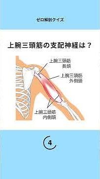 筋肉の支配神経の問題！