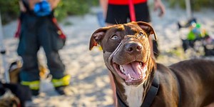 Dog found with muzzle wrapped in electrical tape in heartbreaking animal cruelty case dies a decade later