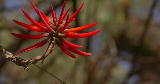 ¿Qué es el ‘pito’? Así se cocina este ingrediente