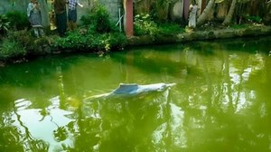 Locals spot dolphin in Kochi canal | Locals spot dolphin in Kochi canal