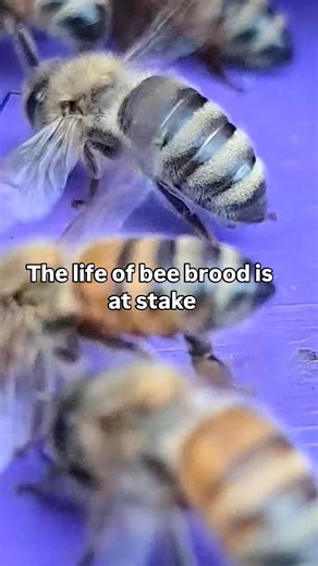 🐝 Did you know? Honeybees are natural engineers — capable of detecting temperature shifts as tiny as 0.25°C! In every healthy hive, temperature control isn’t just important — it’s critical for survival. The colony works as a unit to regulate the hive’s internal environment, especially for the brood (developing bees), which requires a precise temperature range of 33°C to 36°C. 💡 Here’s how bees do it: • Their antennae contain thermoreceptors, allowing them to sense even the smallest changes in 