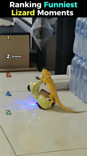 These Lizards Make NO Sense 💀🦎