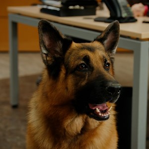 11K views · 1.4K reactions | Rex’s starring role in a television commercial is interrupted by the murder of one of the agency’s ad executives in the next week's #HudsonAndRex Join Charlie, Rex, and the team Tuesday March 29th 9/8c Citytv  | Hudson & Rex on Citytv | Facebook