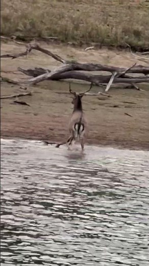 Tasmania Easter Adventure Gone Wild Deer Swimming Across Lake and Trout Catch
