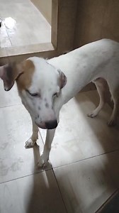 Private adoption: For Adoption: Male, 1 year old, mixed breed, spayed, all vaccinations up to date, boarded at Vet. Looking for a safe loving home for him. Shy at first but full of energy, nice guy, good family pet/alert watch. If you are interested/or can share with your networks. Fenced/secure yard. 727 6141. | Animal Welfare Network