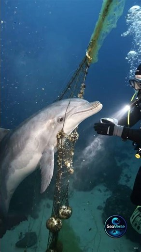Fishing nets kill 10,000 dolphins annually | seaverse