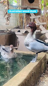 Australian wood duck🦆🦆🪿🪿 #duck #goose #gooselife #farmlife #pets | Sumano Sutee