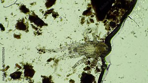 soil microorganisms including nematode, microarthropods, micro arthropod, tardigrade, and rotifers a soil sample, soil fungus and bacteria on a regenerative farm in compost under the microscope.