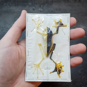 Real Flying Tree Frog Half Skeleton (male) Specimen Rhacophorus Reinwardtii Dried Natural Bone Skull Science Biology Craft-ready Art - Etsy