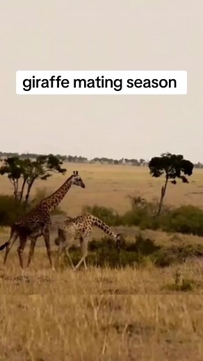 Giraffe Mating Season: A Swift, Natural Connection