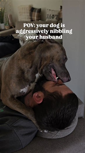 Heather Pruiksma on Instagram: "If you’ve ever watched your dog do this and thought “?? should I be concerned ??” Relax. This is cobbing. It’s a self-soothing, bonding, “you’re my person and I love you” behavior - not biting, not fleas, not aggression. Basically… Kevin has been emotionally claimed. There’s no undo button. Dog parents: 👉 does your dog do this? 👉 and who’s their chosen one? #DogMomLife #Cobbing #PitbullLove #DogBehavior #VelcroDog #DogPeople #IfYouKnowYouKnow 🐾"