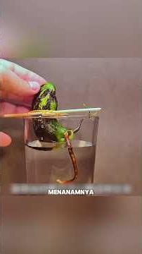 🥭 How to Grow a Mango Tree from Seed at Home | Amazing Mango Growing Process#shorts#shortfeed#viral