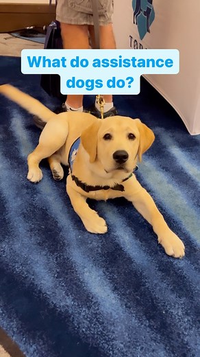 45 reactions | Did you know that today is Assistance Dog Day? Let’s...
