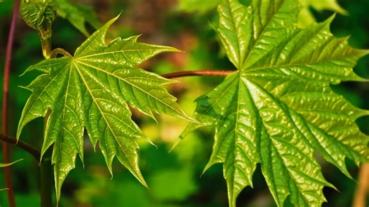 Spring, Springtime Blooming, Rebirth. Free Stock Video