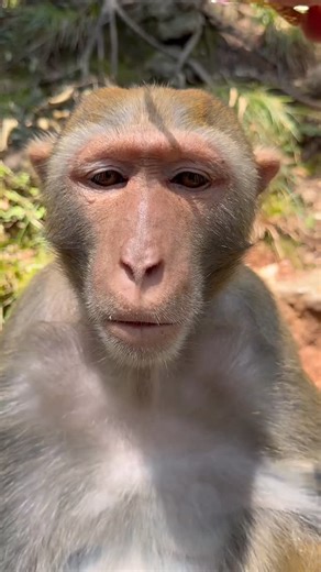 EH BEAUTY&CARE on Instagram: "Monkey King 😭"