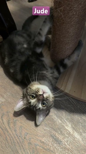 Meet Jude www.jettesfostercritters.org #adoptme