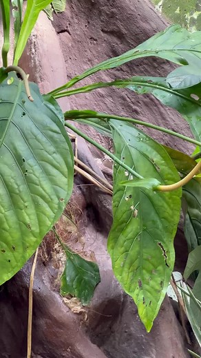 🦎🐍 Welcome to Reptilandia Costa Rica, where nature's secrets come alive! Today, we're excited to introduce you to the captivating Guarico Rattlesnake! 🌿 🎥 Step into the enchanting world of Reptilandia and witness the incredible camouflage skills of this unique reptile. With its vibrant colors and intricate patterns, the Guarico Rattlesnake is a true master of disguise, blending seamlessly into its surroundings. Can you spot it? 🧐 🌍 Found exclusively in the lush rainforests of Costa Rica, t