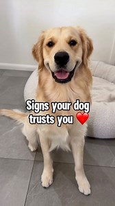 196K views · 1.2K reactions | Signs your dog trusts you 凉❤️ #goldenretriever #funny #cute #funnydogs #reelsinstagram #cutepuppy #dogs #dogsofinstagram #dogstagram #weeklyfluff #instapet #petlover | lunas_golden_life | Facebook