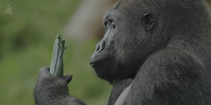 6.1K views · 31 reactions | Go behind the scenes for an unforgettable...