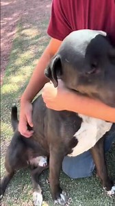 Meet Augie a Retriever, Labrador currently available for adoption! 5/20/2025 11:10:30 AM