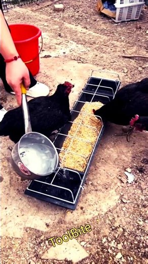 All-in-One Poultry Feeder and Drinker | Wet & Dry Feeding Trough for Ducks, Geese & Chickens