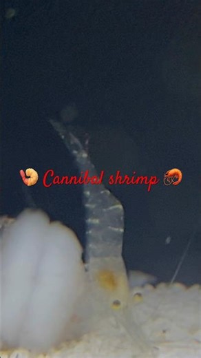 SHRIMP EATING SHRIMP! #cannibal #ocean #aquarium #shrimp #nature #fish #ghostshrimp #gulfofamerica