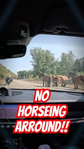 Road Trip Encounters - Wild Horses On The Road - Picos de Europa