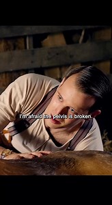 What can make a cow stand up#movie #trending #vairalvideo #tvshow | Vision Verge